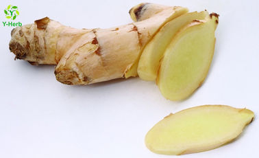 Bulk Gingerol Powder Zingiber Officinale Ginger Root Juice Extract