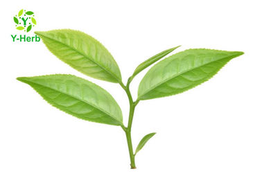 Anti Radiation Green Tea Extract EGCG 90% 98% Polyphenols Powder Improve Immunity